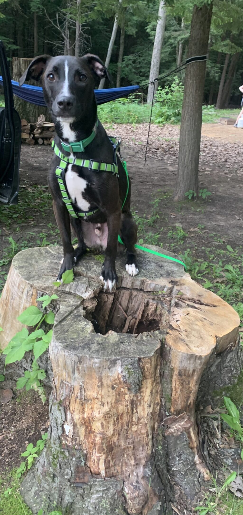 Drop Off Training Blue Prints Training and Socialization Center